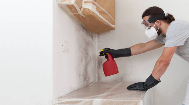 Professional Basement Mold Removal technician working in Hampton, IL