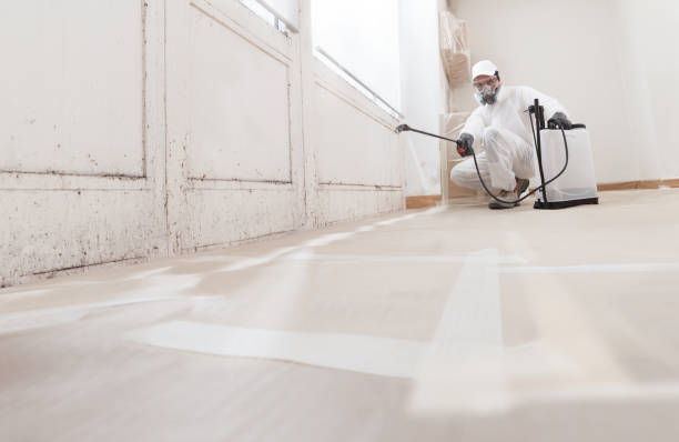 24/7 Emergency Basement Mold Removal experts in Hampton, IL