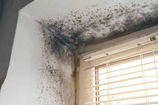 Affordable Basement Mold Removal solutions in Hampton, IL