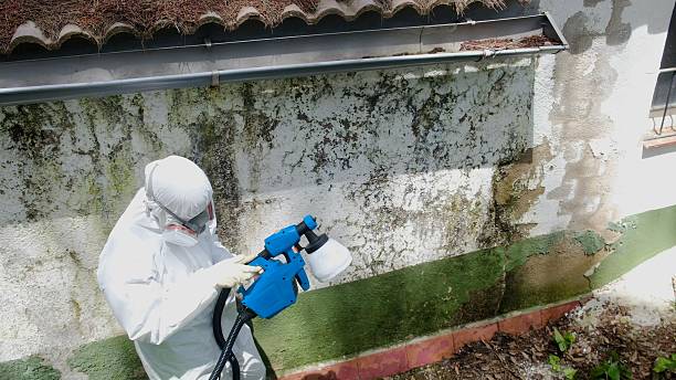 Top rated local Basement Mold Removal specialists in Hampton, IL
